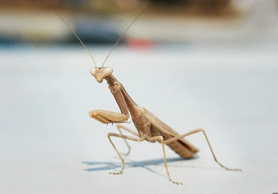 Majestic Brown Praying Mantis Insect Standing Still on a Bright Surface image