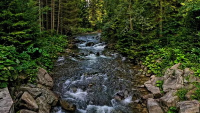 Mountain Stream Rushing Through Lush Green Evergreen Forest with Rocky Banks image
