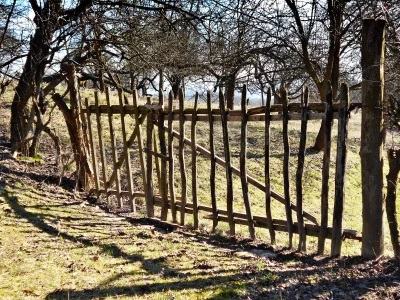 Weathered Wooden Picket Fence in a Sunny Orchard Landscape image