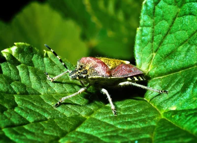 Macro photograph of a vibrant shield bug resting on a textured green plant leaf image