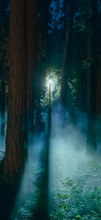 Mysterious Light Rays Piercing Through Misty Forest Trees at Night image