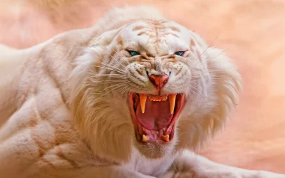 Majestic White Tiger Roaring Fiercely Cinematic Wallpaper HD Image image