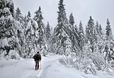 Adventurer Snowshoeing Through a Pristine Snow-Covered Winter Forest Landscape image