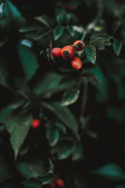 a close-up of a cluster of red rose hips