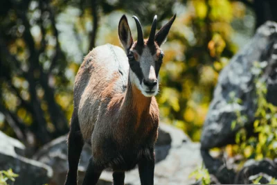 a close-up of a chamois, a type of antelope found in the mountains of Europe