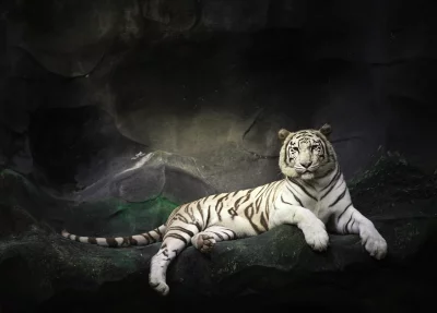 Majestic White Bengal Tiger with Blue Eyes Resting on a Rocky Ledge image