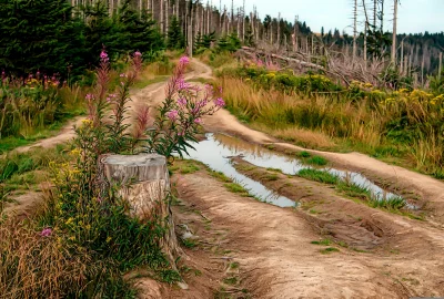 Rural Forest Path with Puddles, Dead Trees, and Wildflowers image