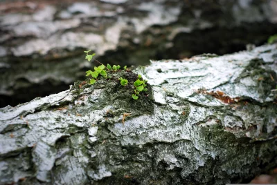 Vibrant Green Sprouts Emerging from White Birch Bark Texture in Nature image