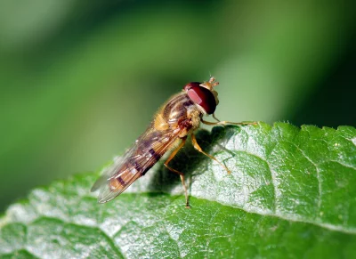 Macro Close-up of a Hoverfly with Striking Red Eyes on a Green Leaf image