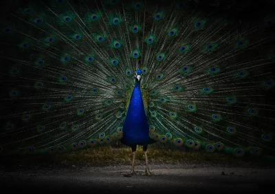 Majestic Peacock Displaying Vibrant Feathers in Full Fan image