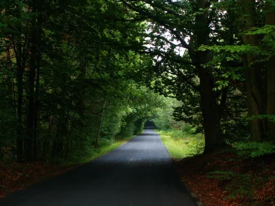 Winding Forest Road Creates a Serene Green Tunnel with Autumn Leaves image