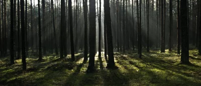 Ethereal Sunbeams Piercing Through Mystical Pine Forest, Illuminating Mossy Woodland Path image