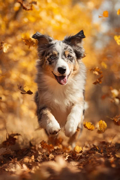 Energetic Merle Australian Shepherd Dog Leaping Through Golden Autumn Leaves