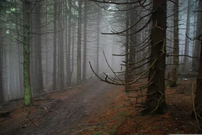 Dense Foggy Forest with Mysterious Pine Trees and Woodland Pathway image