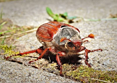 Detailed Close-up of a Hairy Common Cockchafer Beetle on Textured Ground image