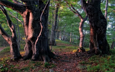 Sun-Drenched Old Growth Forest with Woodland Path and Fallen Leaves image