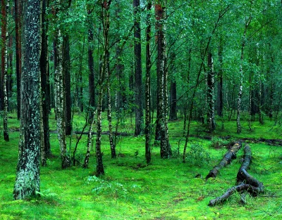 Idyllic Green Forest with Varied Trees and Verdant Undergrowth image
