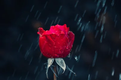 Vibrant Red Rose Blooming in Rain Dramatic Cinematic Style Wallpaper image