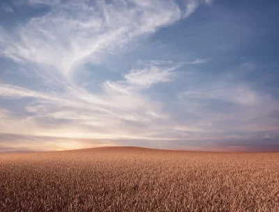 Rolling Dry Field Landscape with Streaky Clouds at Dusk image