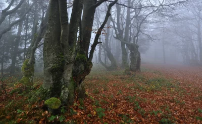 Mysterious Foggy Autumn Forest Path with Mossy Trees and Fallen Leaves image