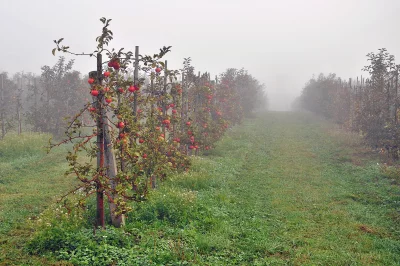 Misty Apple Orchard with Ripe Red Fruits in Autumn Harvest image
