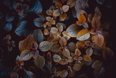 Dramatic Autumn Leaves in Dark Hues: Nature's Ethereal Beauty Close-up Background image