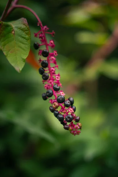 Vibrant American Pokeweed Berries and Pink Blooms in Natural Green Habitat