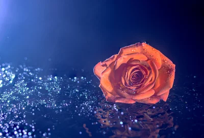 Cinematic Orange Rose with Water Droplets Wallpaper for Serene Backgrounds image