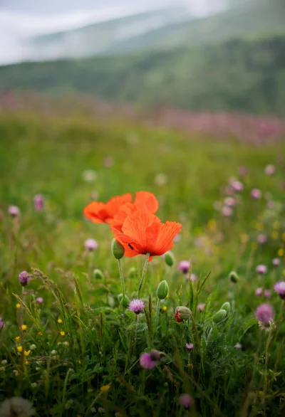 Vibrant Orange Poppies Bloom in a Misty Mountain Meadow