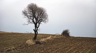 Solitary Leafless Tree on Barren Hill Under Overcast Sky in Rural Landscape image