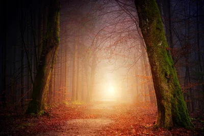 Enchanting Forest Path Illuminated by Golden Light on a Misty Autumn Morning image
