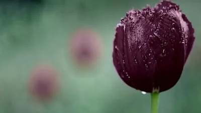 Dramatic Dark Purple Fringed Tulip Adorned with Raindrops image