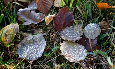 Close-up of Autumn Leaves Adorned with Morning Dew Drops on Grass image