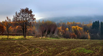 Autumn Landscape with Plowed Field and Golden Forest in Misty Background image