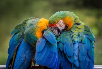 Exotic Macaws with Bright Blue, Green, Yellow Feathers in Natural Environment image