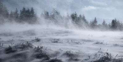 Misty Winter Forest Landscape with Blowing Snow and Pine Trees image