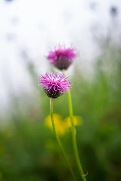Macro view of dew drops on vibrant pink thistle flowers in soft focus