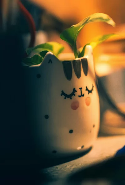 Adorable Cat Planter Someone art sleeping face Warm Lighting