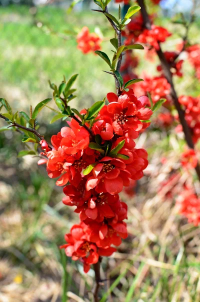 Vibrant Red Flowering Quince Blossoms on Branch in Spring Garden image