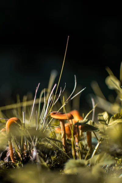 mushrooms are backlit by the sun, which creates a warm, glowing effect