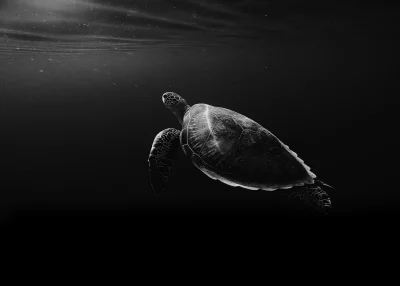Monochrome Capture of a Serene Sea Turtle Gliding Through Dark Ocean Depths image