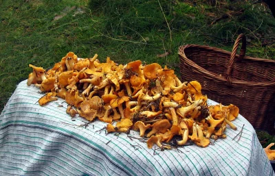 Abundant Harvest of Fresh Chanterelle Mushrooms in a Rustic Forest Setting image