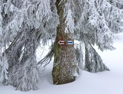 Frosted Evergreen Tree with Hiking Trail Markers in Deep Winter Snow image