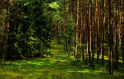 Lush Green Forest Path Amidst Tall Pine Trees and Evergreens image