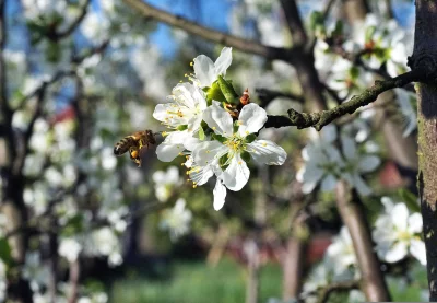 Honeybee in Flight Approaching White Cherry Blossoms on a Sunny Spring Day image