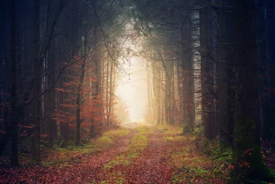 Enchanting Forest Path with Glowing Light Cinematic Wallpaper image