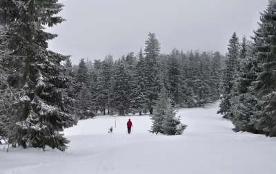 Adventurous Hiker Exploring a Serene Snow-Covered Fir Forest in Winter image