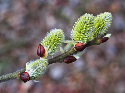 Macro Close-up of Fuzzy Pussy Willow Catkins Blooming in Early Spring image