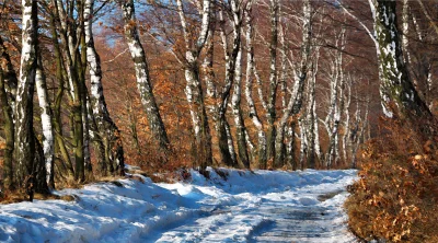 Snowy Forest Path Winding Through Birch Trees Under a Clear Winter Sky image