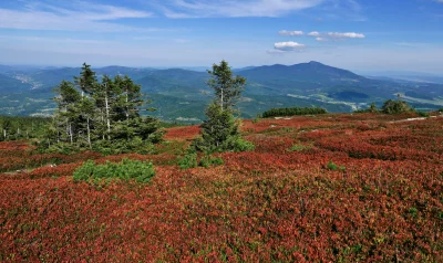 Autumn Mountain Foothills with Red Foliage and Scattered Evergreen Trees image